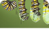 Monarch Butterfly Metamorphosi