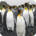King penguins