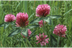 Veldbloemen en bomen