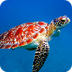Sophia - Sea Turtles