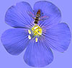 Biology of Plants: Pollination