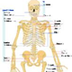 Science for Kids: Bones and Hu