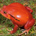 Tomato Frog Facts