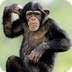 Chimpanzee | San Diego Zoo Ani