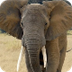 Elephant Webcam