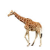 Giraffe 2