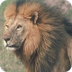 African Lion - Animal Facts