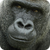 Gorilla Webcam