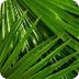 Palm Sunday