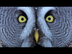 Mesmerising Owl Moments | BBC