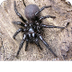 Sydney Funnel Web Spider 