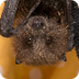 Fruit Bats Video