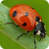 Ladybug Facts For Kids - Cool 