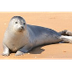 Harbor Seal