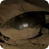 Olive Ridley sea turtle diggin