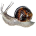 Snails Kidcyber