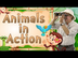 Animals in Action Song