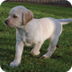 Sponsor a Puppy Dog