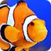 Clown Fish 