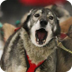 Sled Dog Care | Yukon Quest