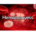 Hematopoyesis - YouTube