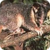 Possums — kidcyber