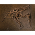 fossil - National Geographic E