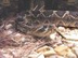 Eastern Diamondback Rattlesnak