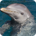 Info: Bottlenose Dolphin