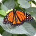 SCD STEM/Science