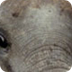 Elephants Information, Facts,
