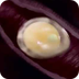 How Eggs Are Formed