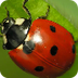 Where Do Ladybugs Live? | Goal