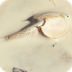 Shield Shrimp - Crustace