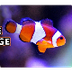 Clownfish facts: they're HILAR