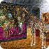 WordsEye