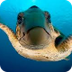 Ocean Animal Facts