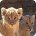 Breeding cruelty: how tourism