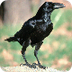 Cuervo (Corvus corax) | Fauna 