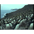 Macaroni Penguins - Attenborou