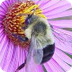 Pollination | Native Plants an