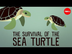 Video: Sea turtle survival