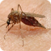 Video -- Mosquitoes -- Nationa