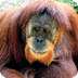 Sumatran Orang-utan 