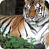 Tiger Cam