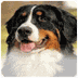 Bernese Mountain Dog