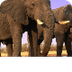 Elephant | Species | WWF
