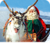 Reindeer of Santa Claus in Lap