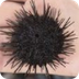 Sea Urchin Information for Kid