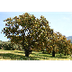 Quercus suber